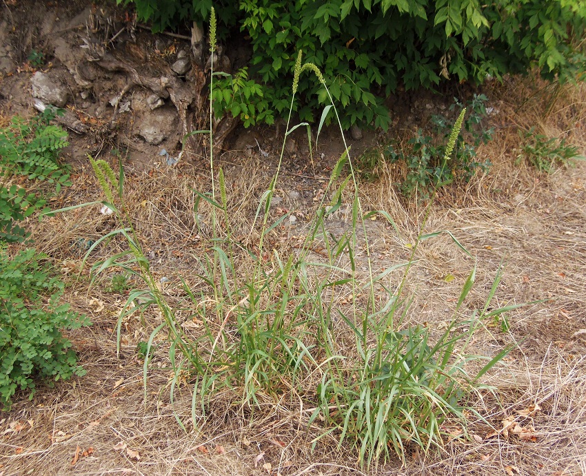 Image of genus Setaria specimen.