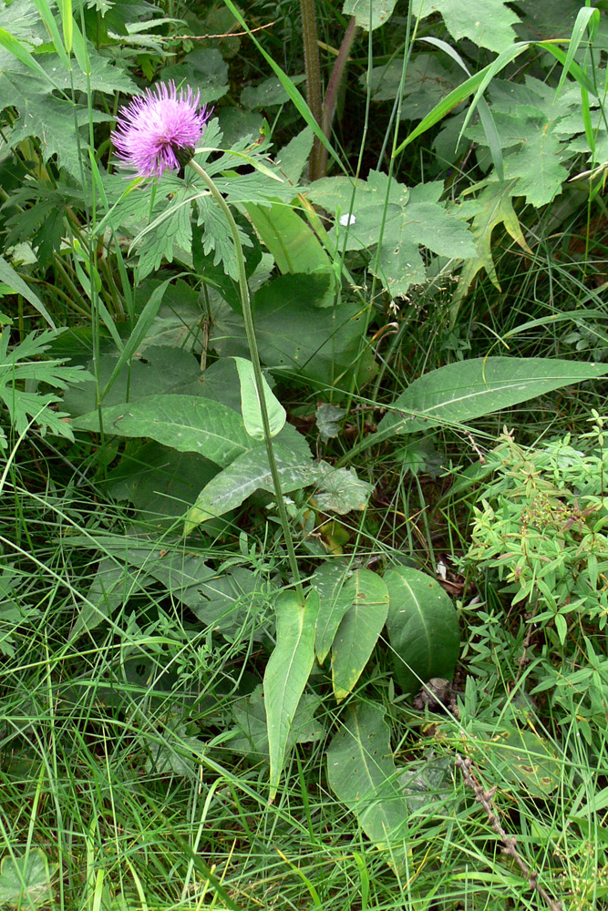 Изображение особи Cirsium heterophyllum.