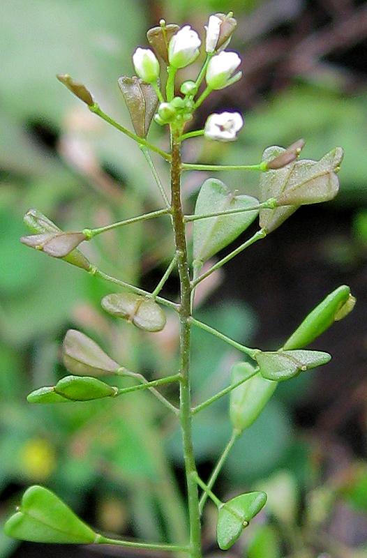 Image of Capsella bursa-pastoris specimen.