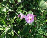 Calystegia dahurica