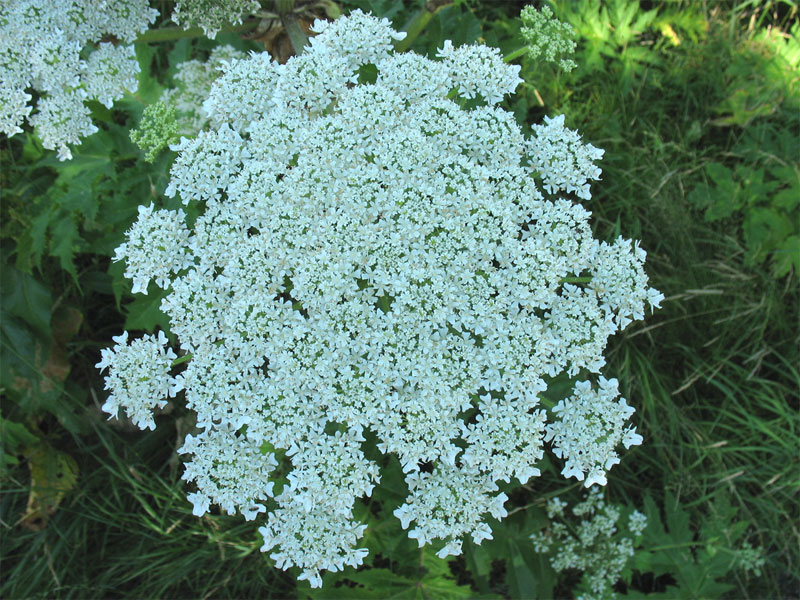 Изображение особи Heracleum mantegazzianum.