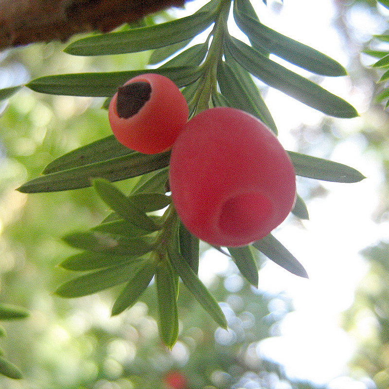 Image of Taxus baccata specimen.