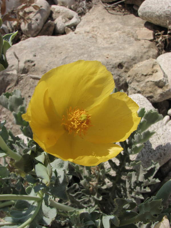 Image of Glaucium flavum specimen.