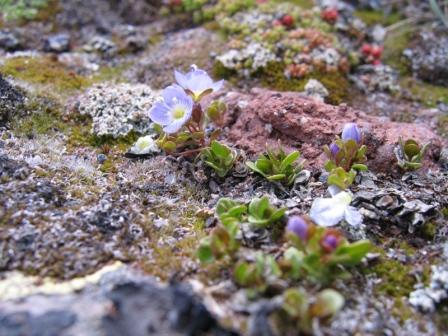 Image of Veronica minuta specimen.