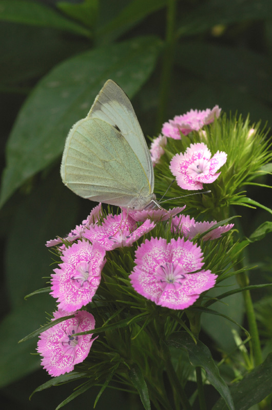 Изображение особи Dianthus barbatus.