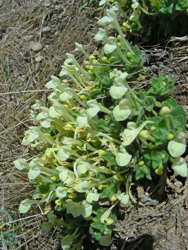 Image of Scutellaria immaculata specimen.