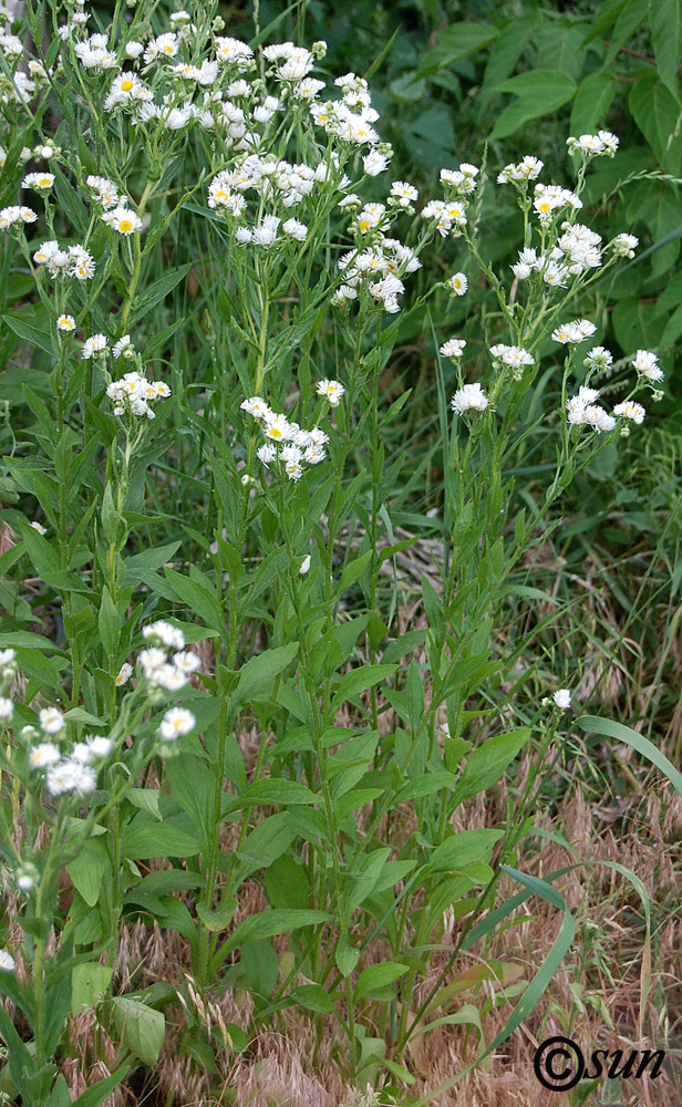 Image of Erigeron annuus specimen.