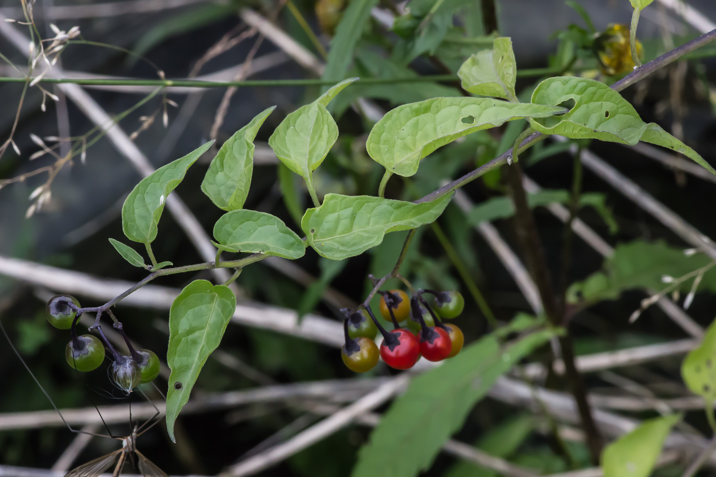 Image of Solanum kitagawae specimen.