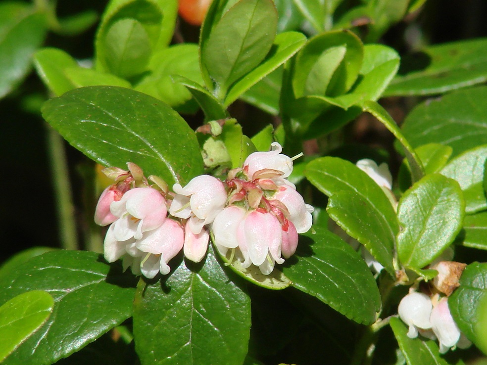 Image of Vaccinium vitis-idaea specimen.