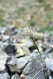 Aegilops triuncialis. Верхушка плодоносящего растения. Южный Казахстан, горы Алатау (Даубаба), Восточное ущелье. 17.06.2014.