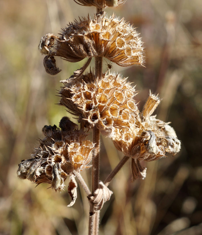 Изображение особи Phlomoides oreophila.