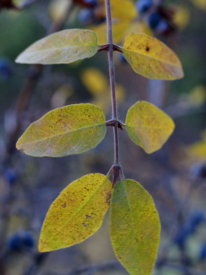 Image of Lonicera stenantha specimen.