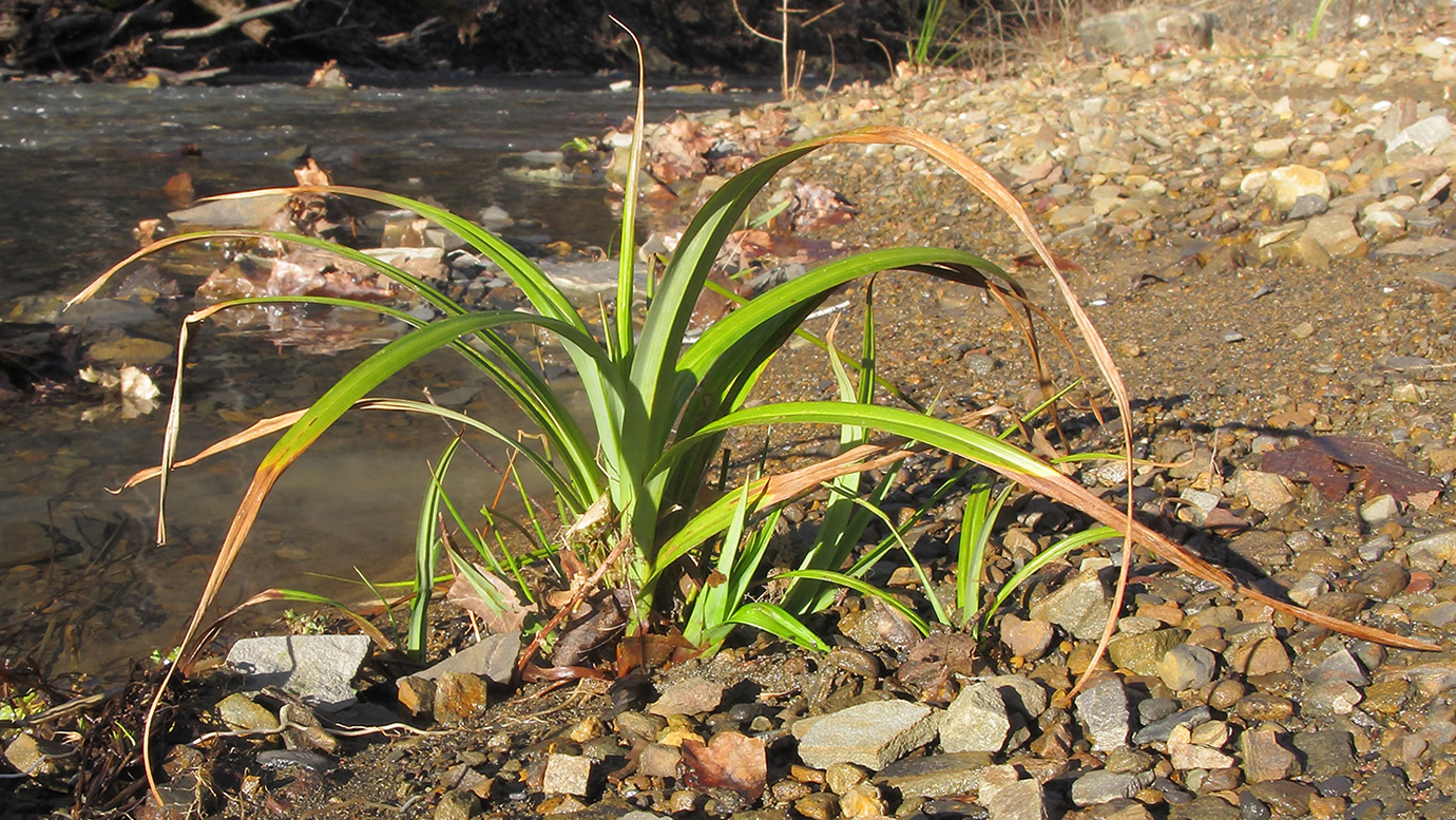 Image of Carex pendula specimen.