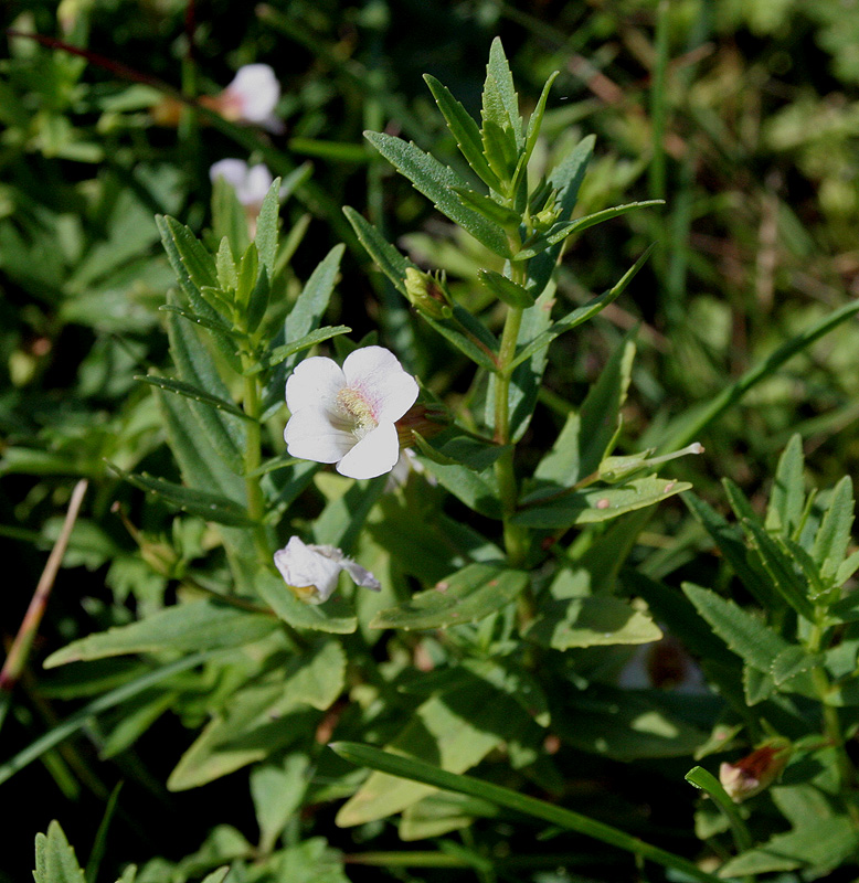 Image of Gratiola officinalis specimen.