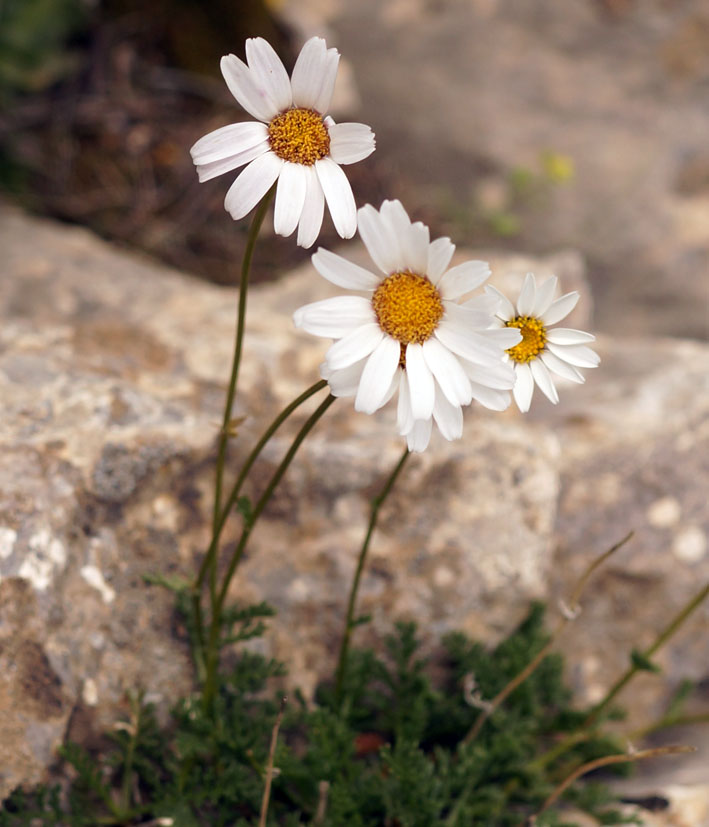 Image of Pyrethrum alatavicum specimen.