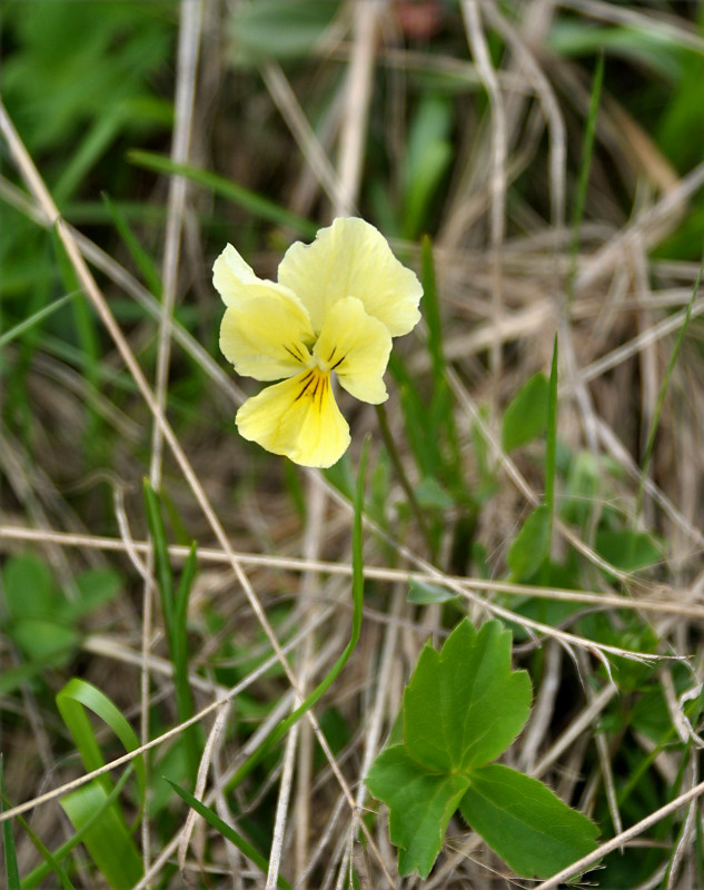 Изображение особи Viola oreades.