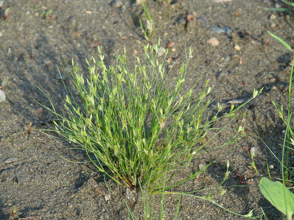 Изображение особи Juncus nastanthus.