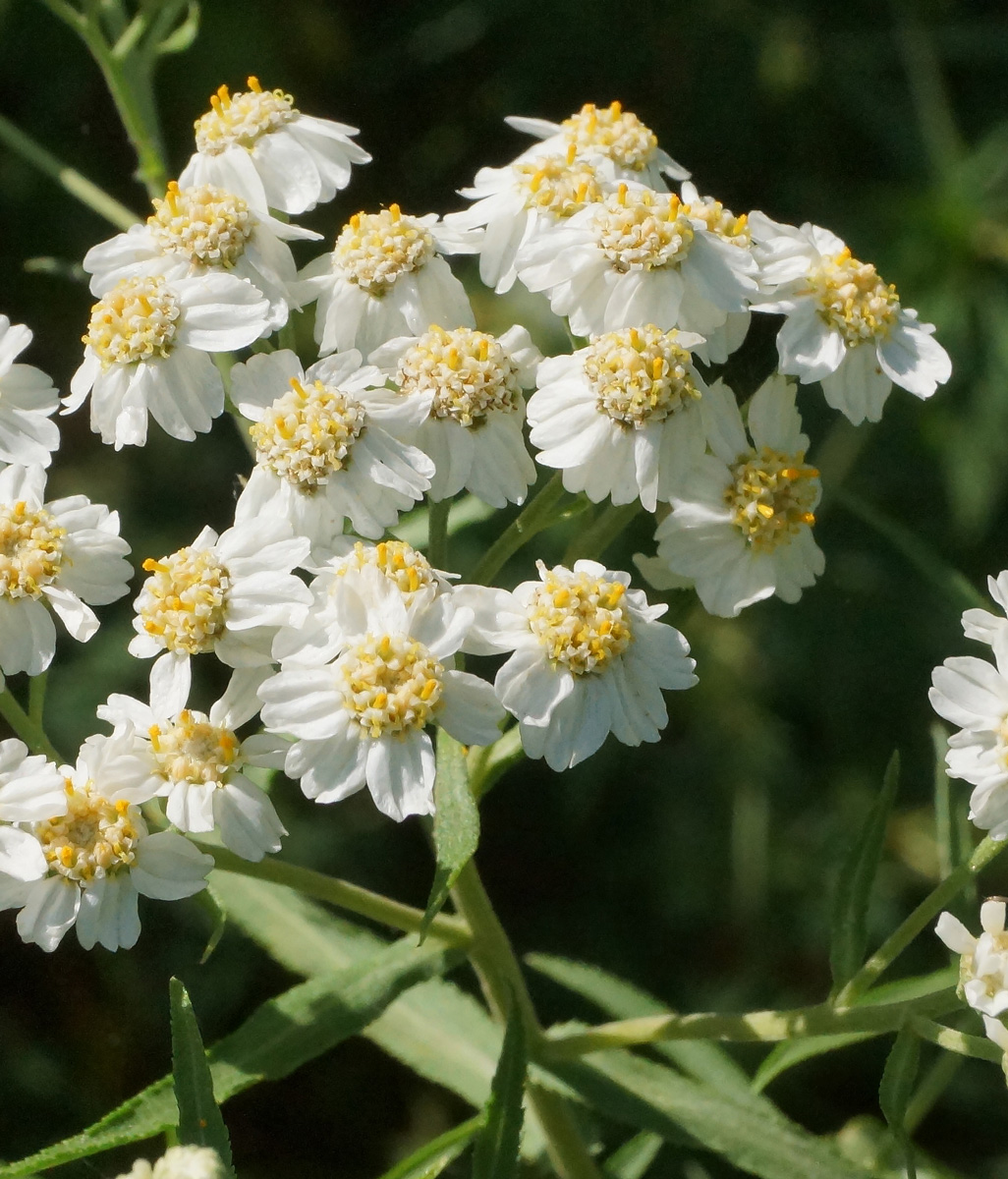 Image of Achillea cartilaginea specimen.