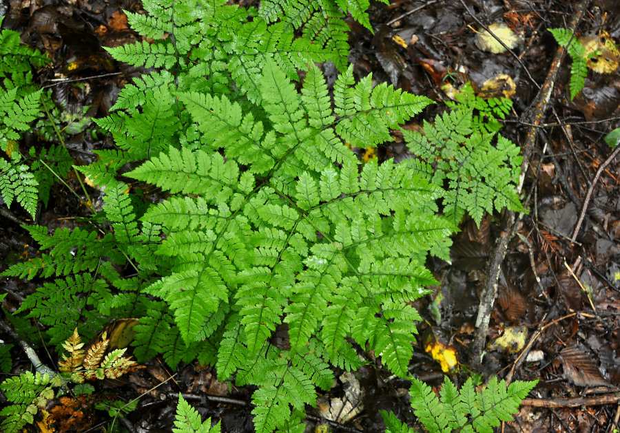 Image of Dryopteris amurensis specimen.