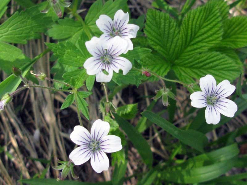 Image of Geranium krylovii specimen.