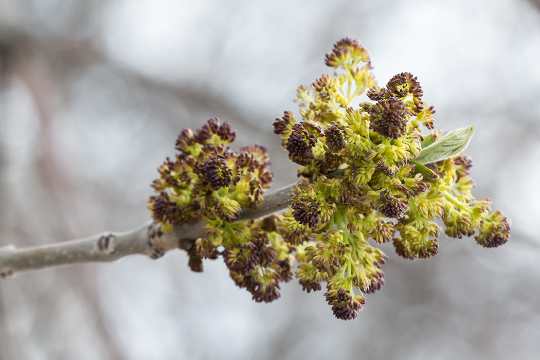 Image of Fraxinus pennsylvanica specimen.