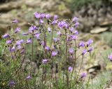 Campanula komarovii