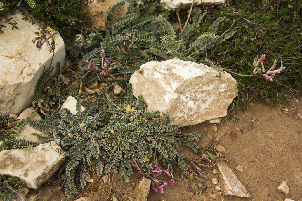 Изображение особи Astragalus spruneri.