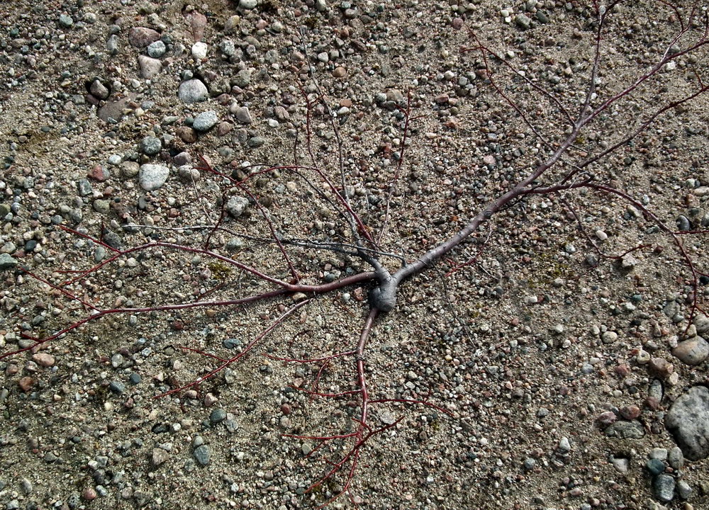 Image of genus Salix specimen.