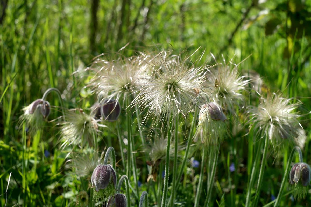 Изображение особи Pulsatilla pratensis.