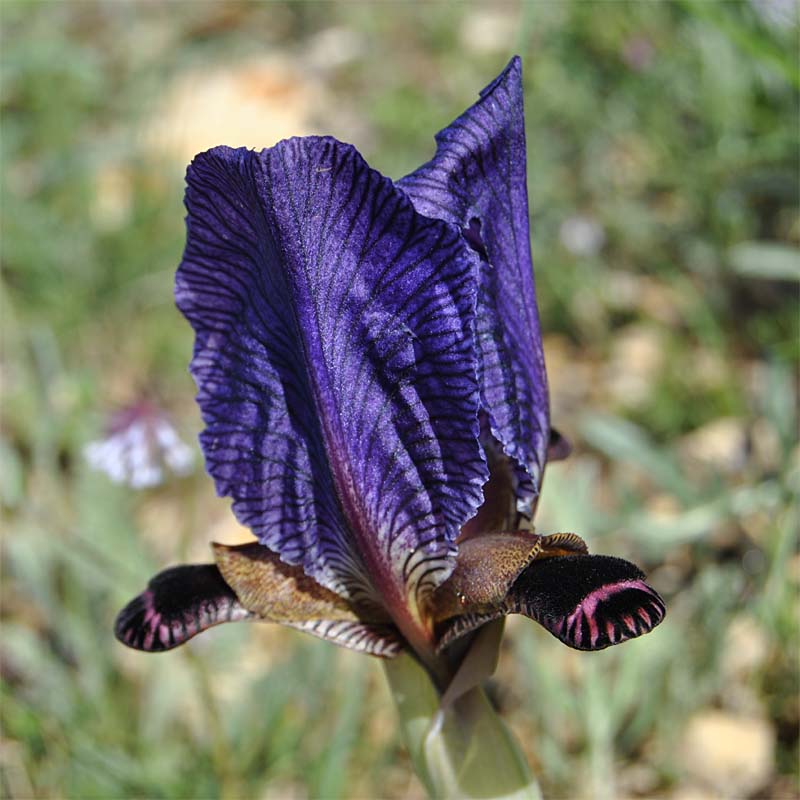Изображение особи Iris paradoxa.