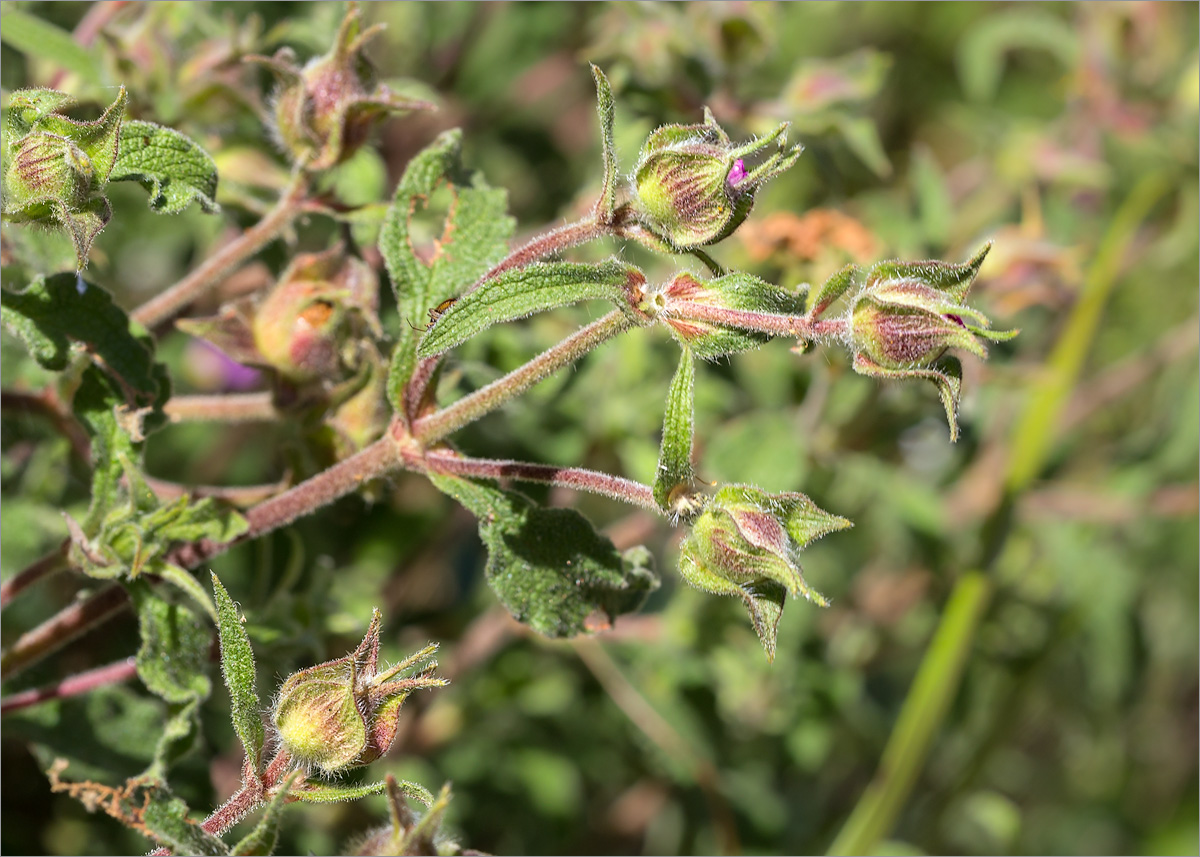 Image of Cistus creticus specimen.