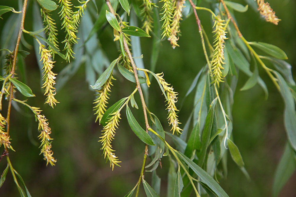 Image of Salix alba specimen.