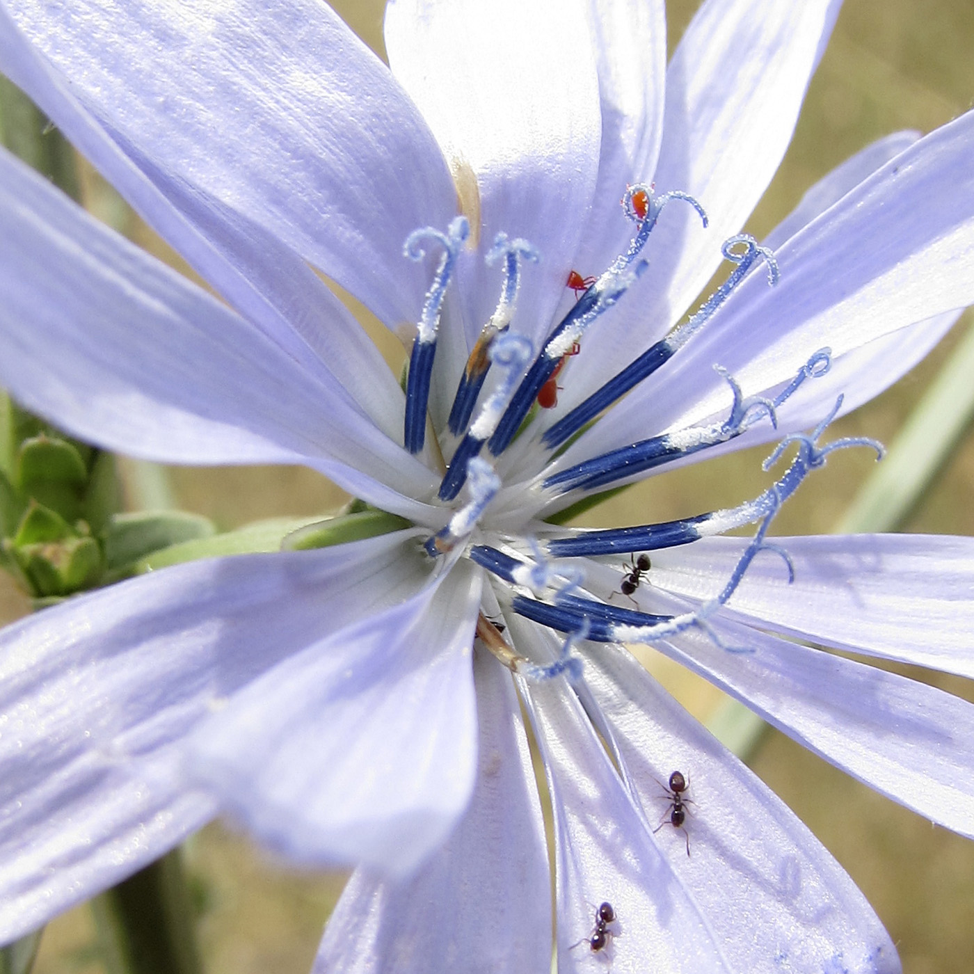 Image of Cichorium intybus specimen.