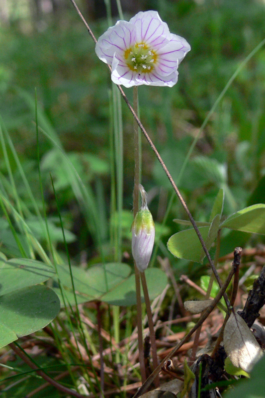 Изображение особи Oxalis acetosella.