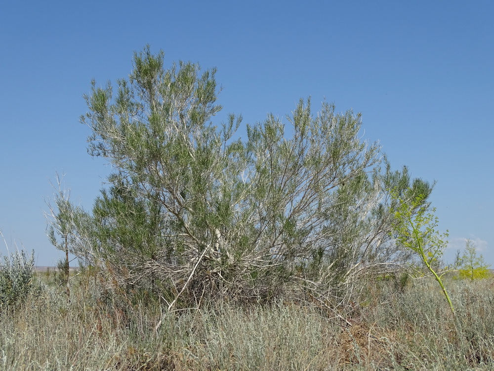 Image of Haloxylon ammodendron specimen.