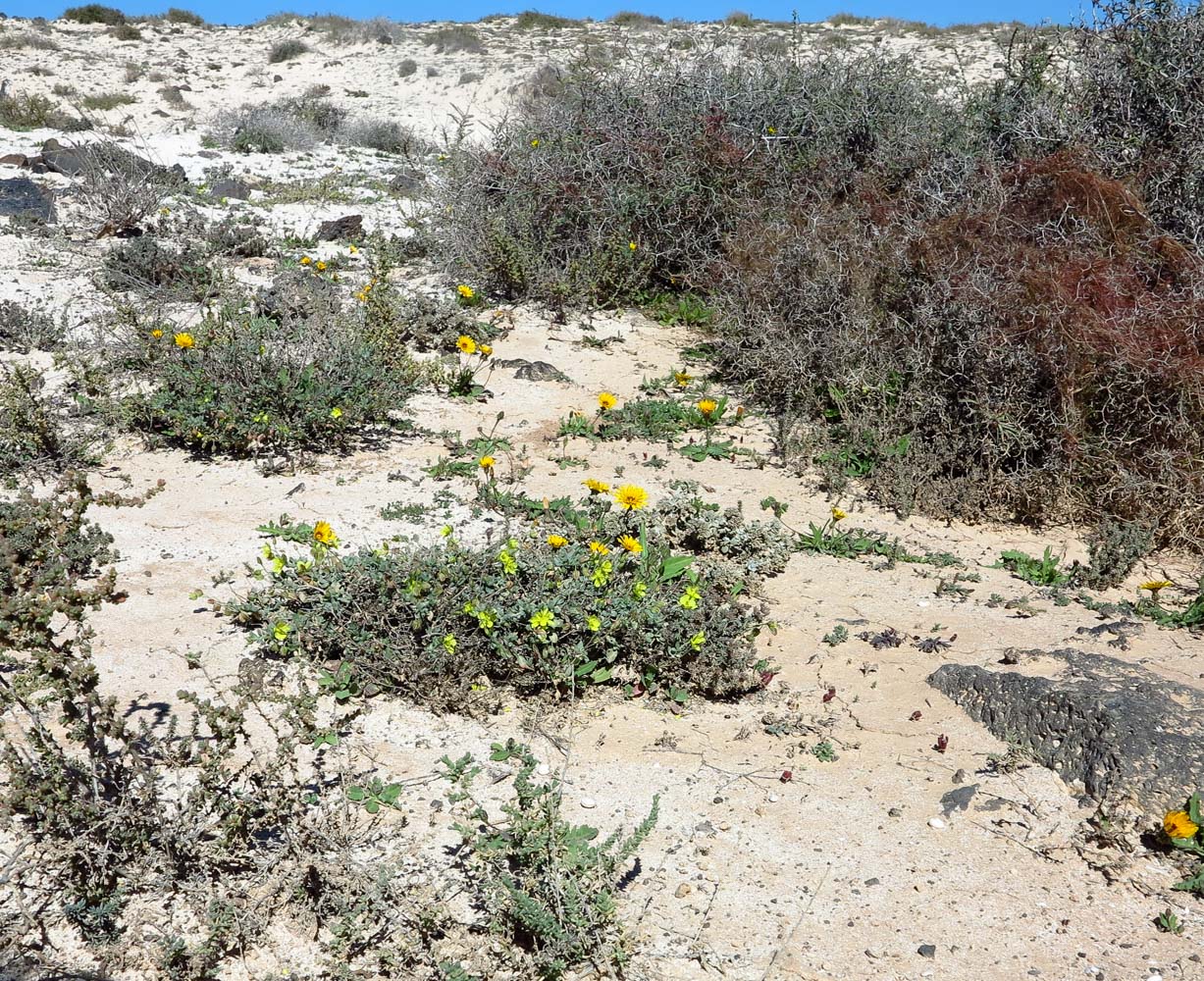 Изображение особи Helianthemum canariense.