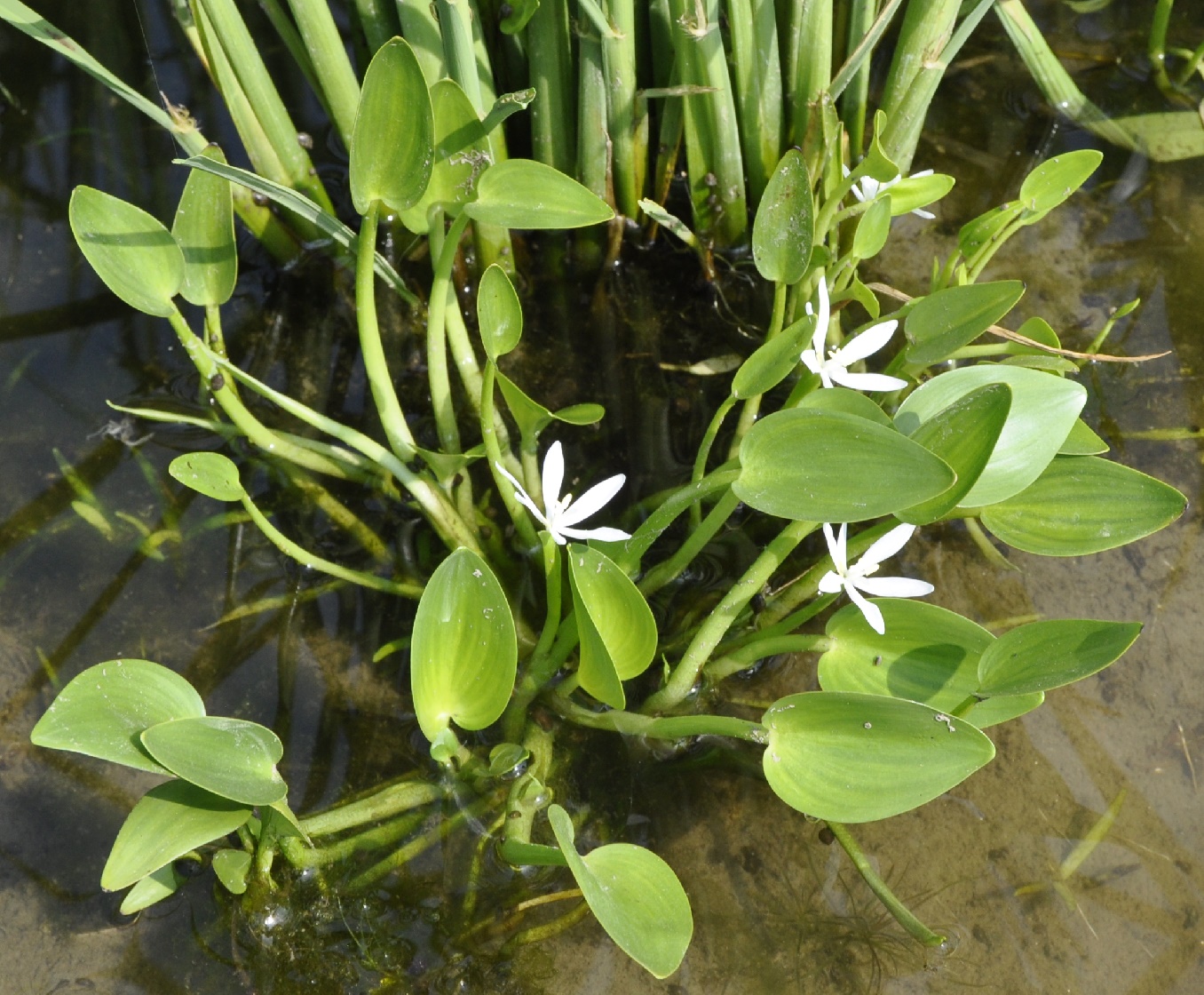 Image of genus Heteranthera specimen.