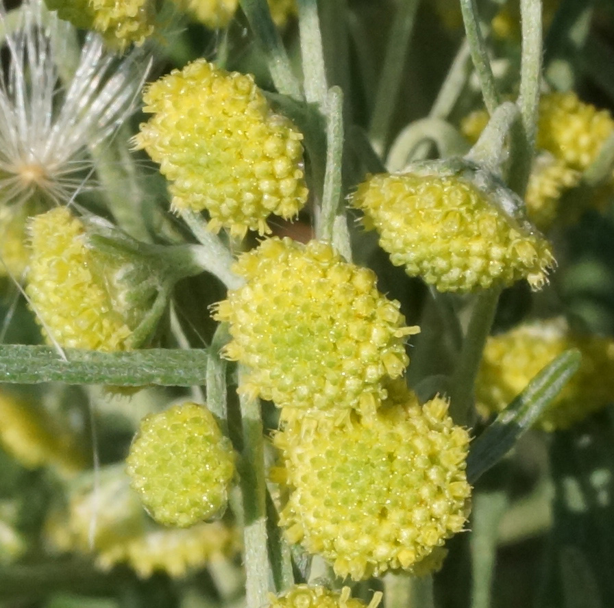 Изображение особи Artemisia absinthium.