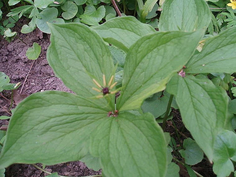 Image of Paris quadrifolia specimen.