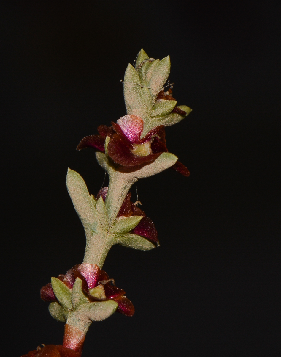 Изображение особи Salsola oppositifolia.