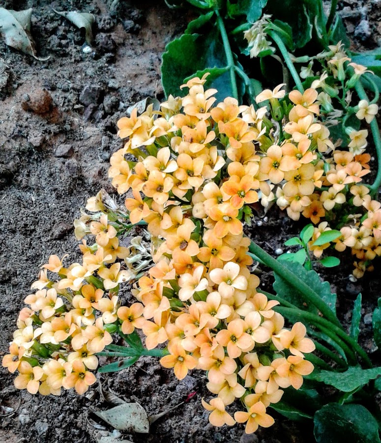 Image of Kalanchoe blossfeldiana specimen.