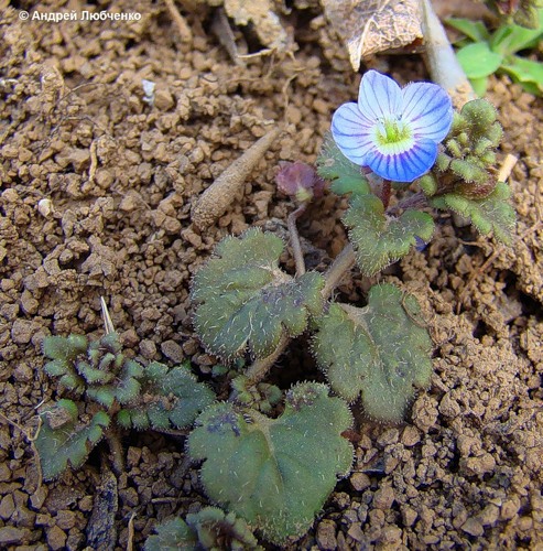 Image of Veronica polita specimen.