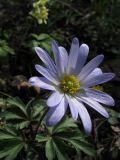 Anemone caucasica