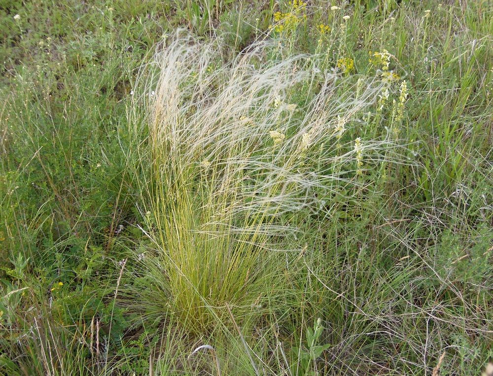 Изображение особи род Stipa.