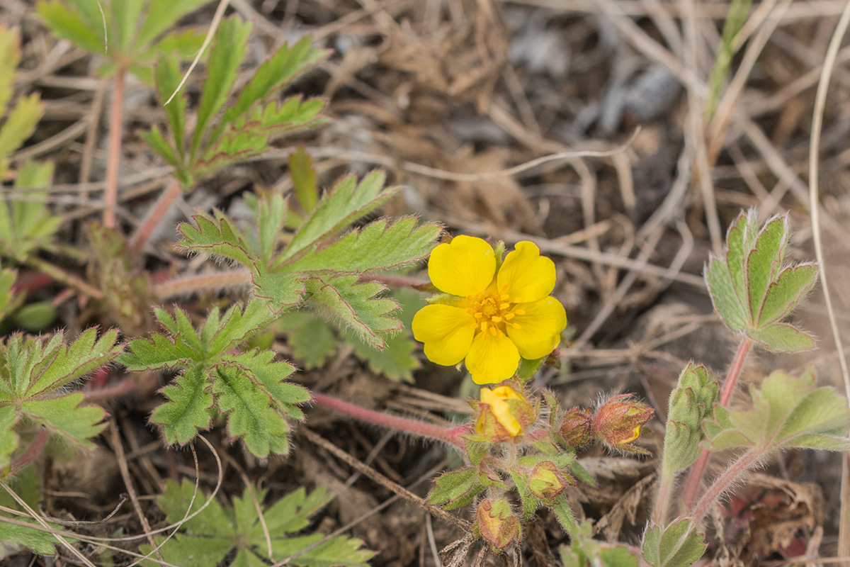 Image of Potentilla humifusa specimen.