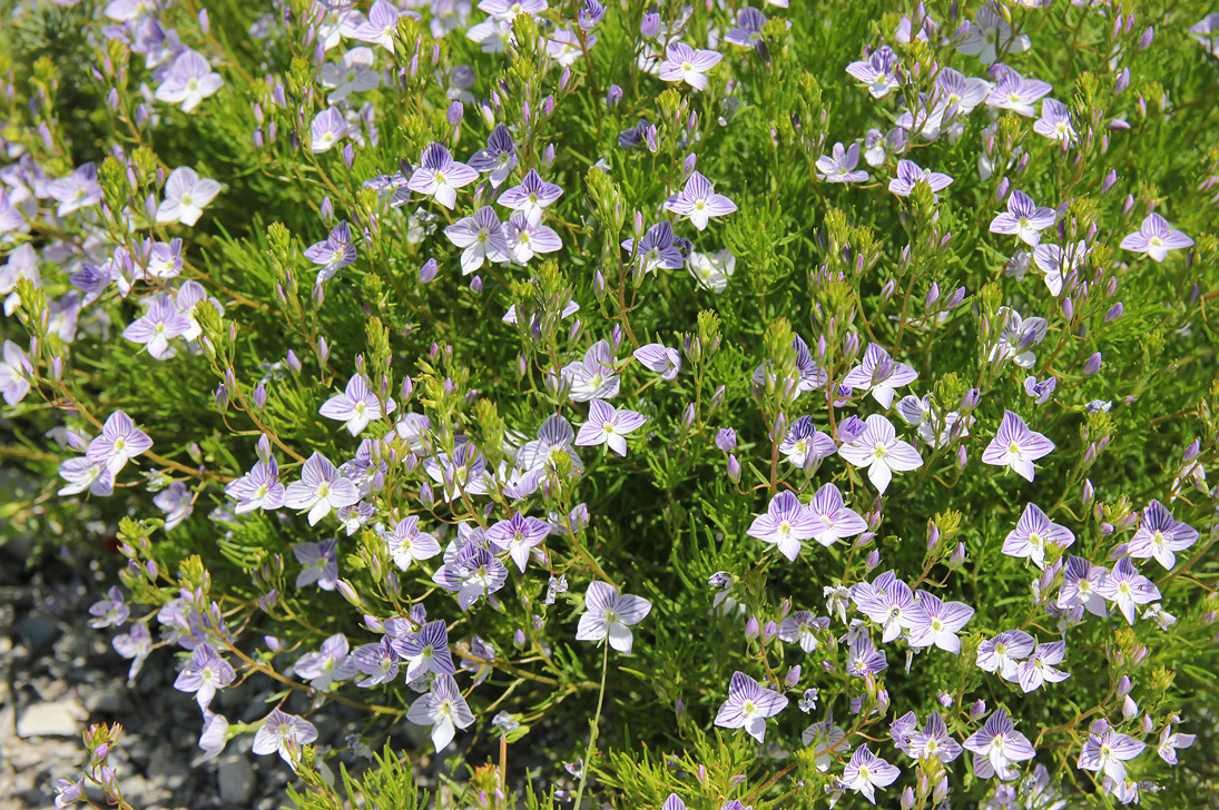 Image of Veronica filifolia specimen.