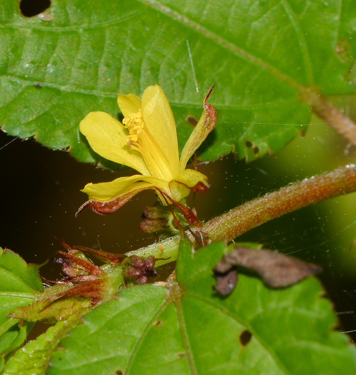 Image of genus Corchorus specimen.