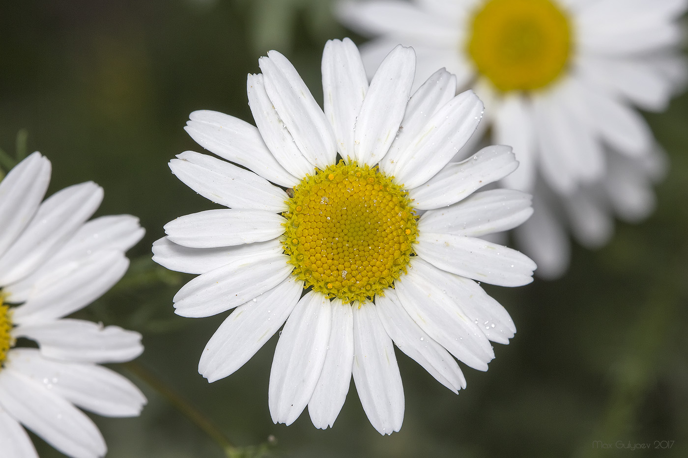 Изображение особи Tripleurospermum inodorum.