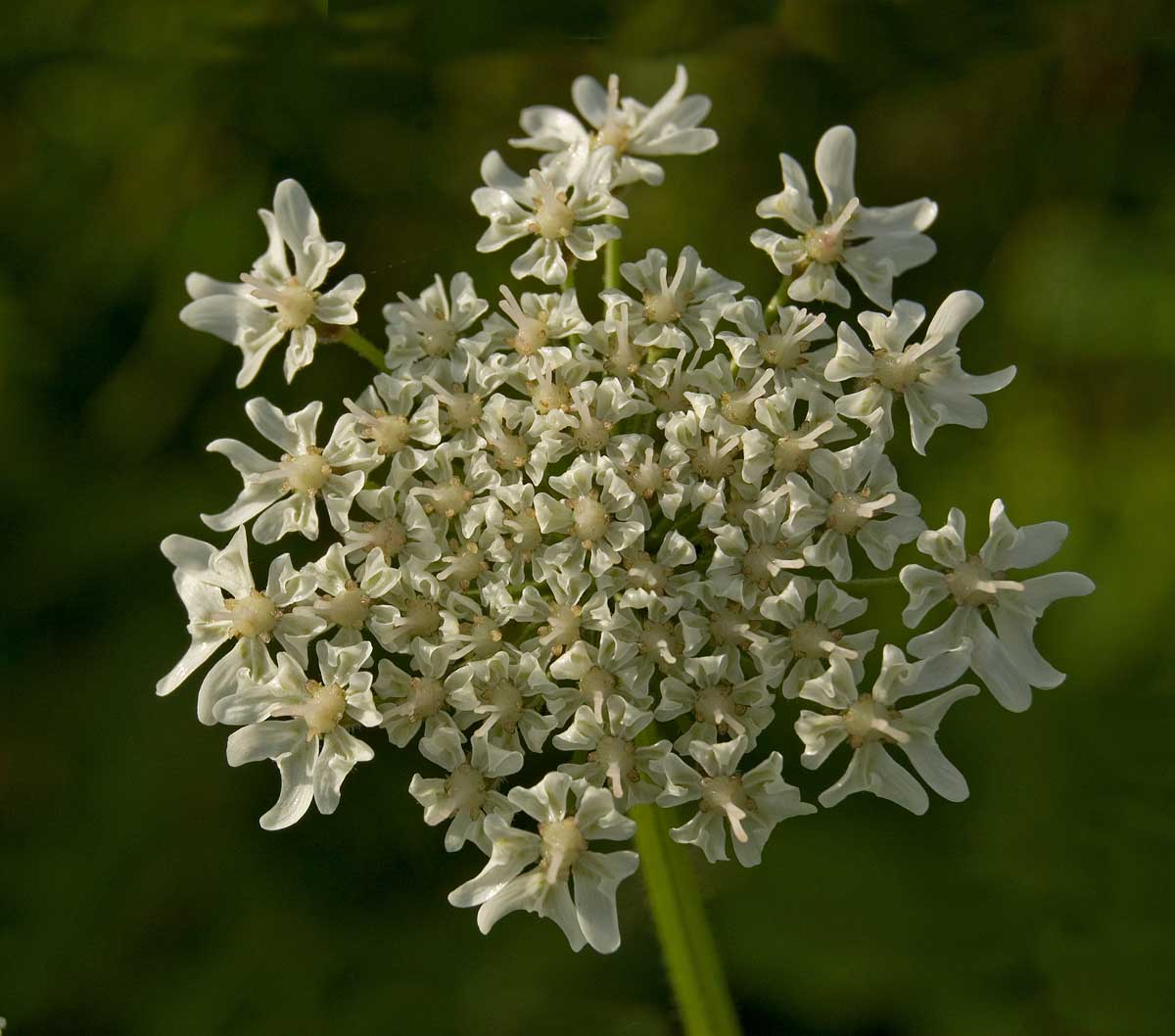 Изображение особи Heracleum sosnowskyi.