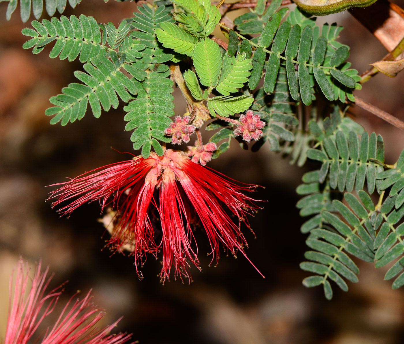 Image of Calliandra californica specimen.